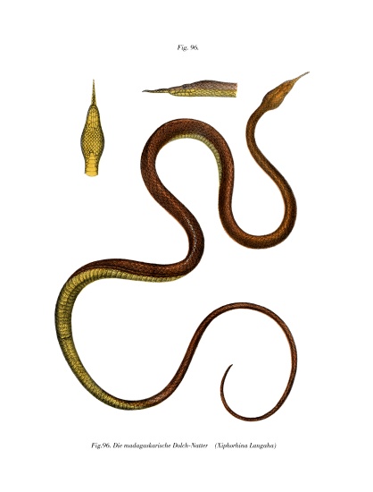 Madagascar Leaf-nosed Snake from German School, (19th century)