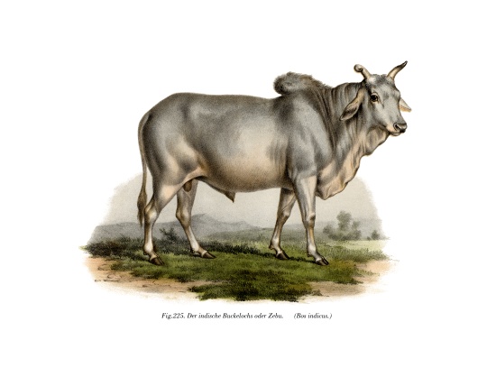 Malian Zebu Cow from German School, (19th century)