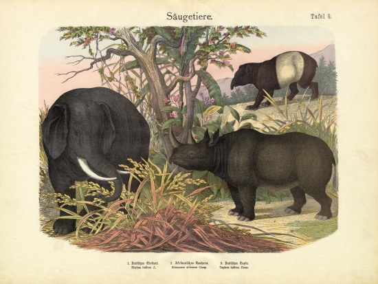 Mammals, c.1860 from German School, (19th century)