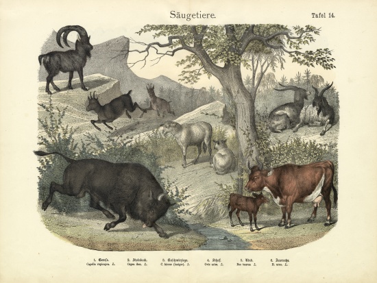 Mammals, c.1860 from German School, (19th century)