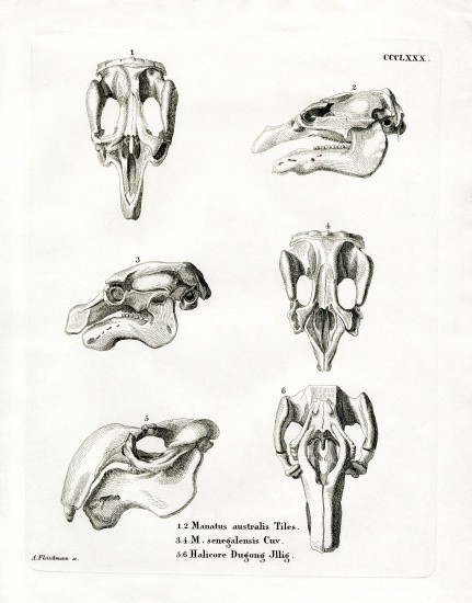 Manatee Skulls from German School, (19th century)