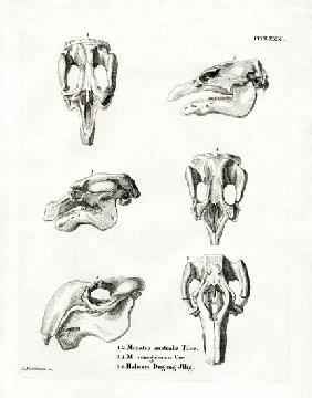 Manatee Skulls