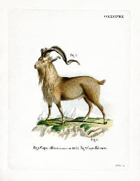 Markhor