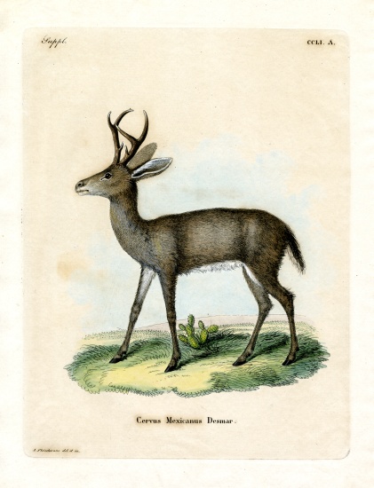 Mexican Deer from German School, (19th century)