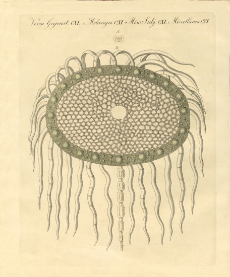 Microscopic image from the hole of the plumeless thistle-pulp from German School, (19th century)