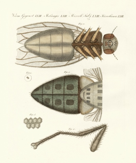 Microscopic view of the housefly from German School, (19th century)