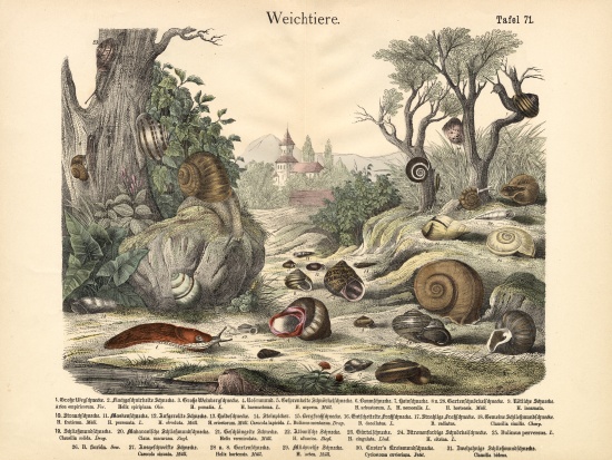 Molluscs, c.1860 from German School, (19th century)
