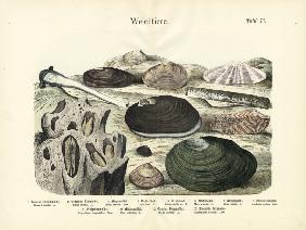 Molluscs, c.1860