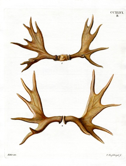 Moose Antlers from German School, (19th century)