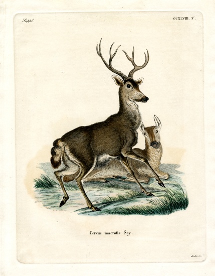 Mule Deer from German School, (19th century)