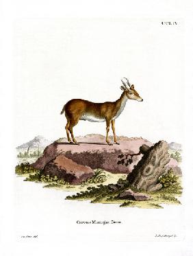 Muntjac