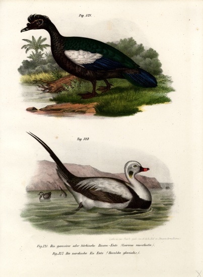Muscovy Duck from German School, (19th century)