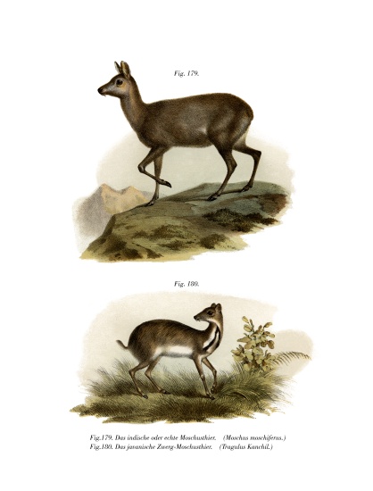 Musk Deer from German School, (19th century)