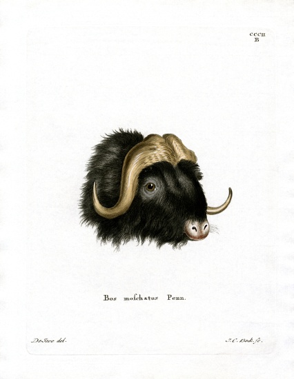 Musk Ox Head from German School, (19th century)
