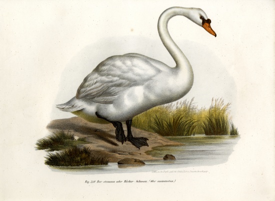 Mute Swan from German School, (19th century)
