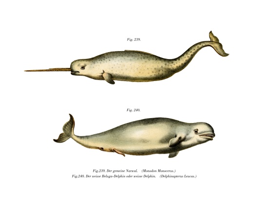 Narwhal from German School, (19th century)