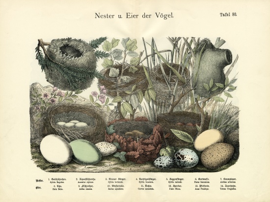 Nests and Eggs, c.1860 from German School, (19th century)