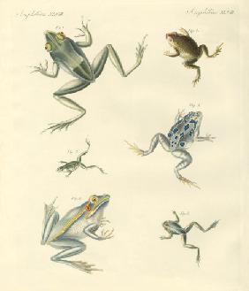 New-discovered frogs and toads