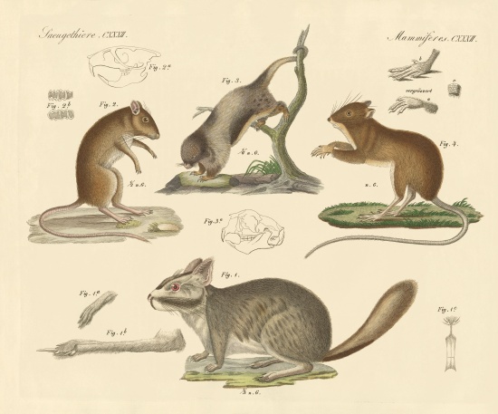 New rodents from German School, (19th century)