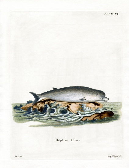 Northern Bottlenose Whale from German School, (19th century)