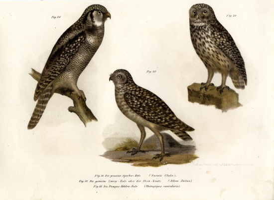 Northern Hawk Owl from German School, (19th century)