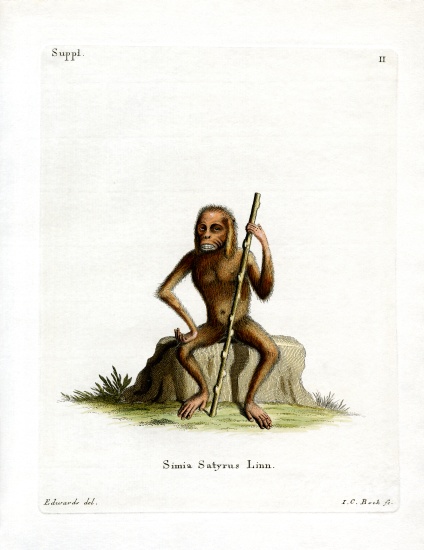 Orang-Outang from German School, (19th century)