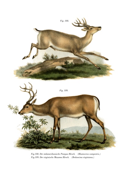 Pampas Deer from German School, (19th century)