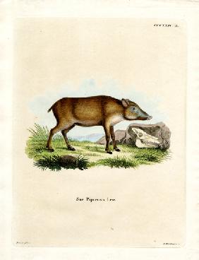 Papuan Wild Boar
