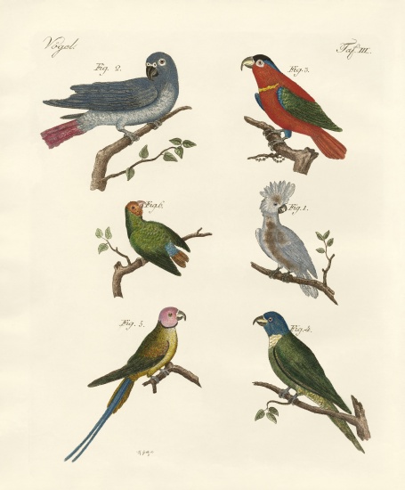 Parrots of the old world from German School, (19th century)