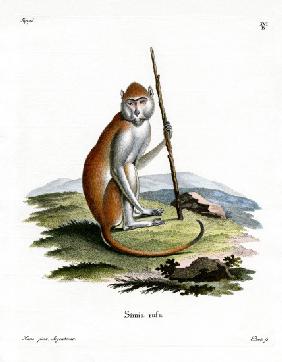 Patas Monkey