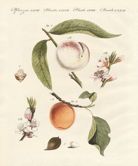 Peaches and apricots from German School, (19th century)