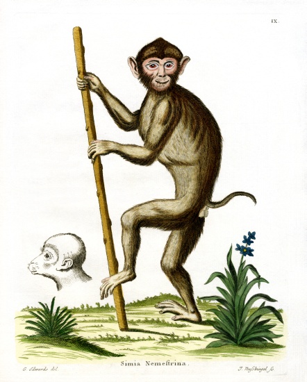 Pig-tailed Macaque from German School, (19th century)