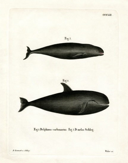 Pilot Whale from German School, (19th century)