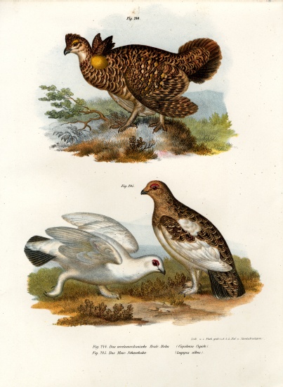 Pinnated Grouse from German School, (19th century)