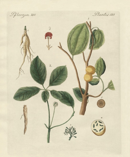 Plants from hot countries from German School, (19th century)