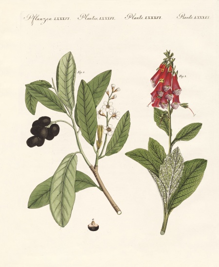 Poisonous plants from German School, (19th century)