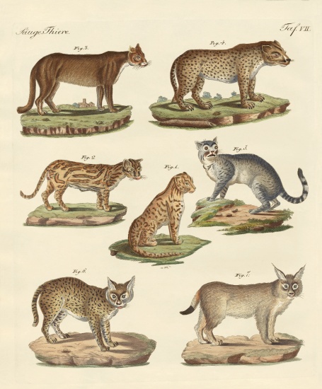 Predators from all parts of the world from German School, (19th century)