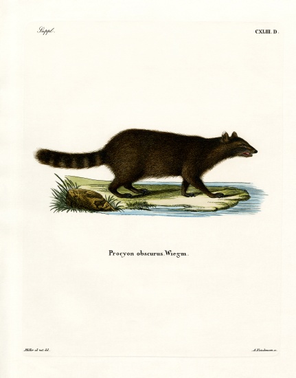 Raccoon from German School, (19th century)