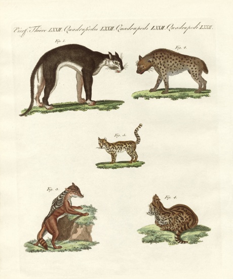 Rapacious animals from German School, (19th century)