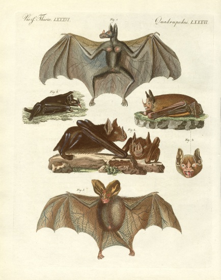 Rare bats from German School, (19th century)