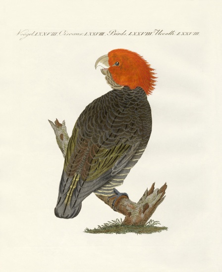 Rare birds from German School, (19th century)