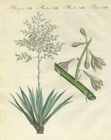 Rare foreign plants from German School, (19th century)