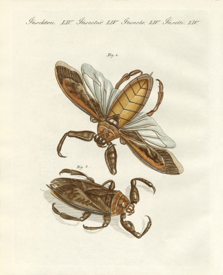 Rare insects from German School, (19th century)