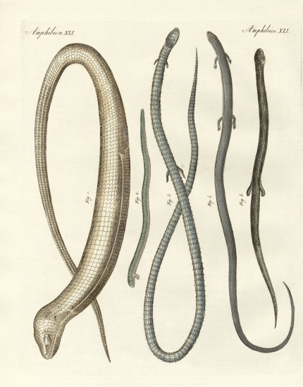 Rare reptiles from German School, (19th century)