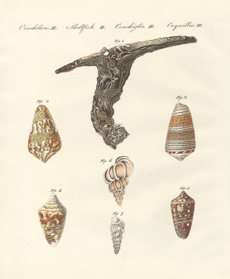 Rare shells from German School, (19th century)