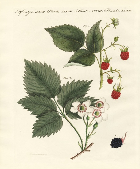 Raspberries and blackberries from German School, (19th century)