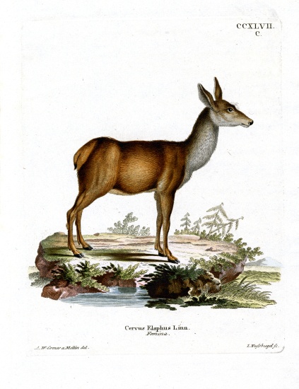 Red Deer from German School, (19th century)