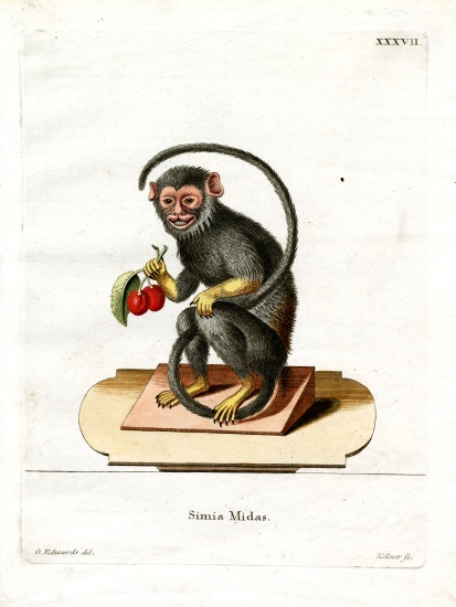 Red-handed Tamarin from German School, (19th century)