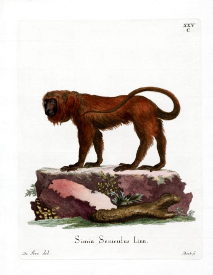 Red Howler from German School, (19th century)