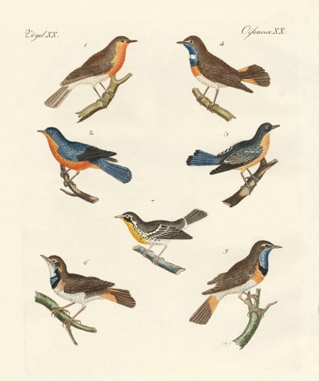 Redbreasts, bluethroats and yellowthroats from German School, (19th century)